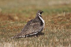 Gunnison Sage-Grouse